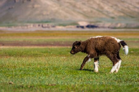 Small brown and white baby yak in the pastureの写真素材