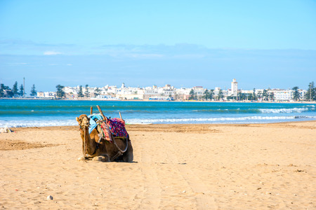 Camels lying on the sandy beach by the sea in Essaouira beach, Moroccoの写真素材