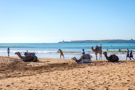 ESSAOUIRA, MOROCCO - DECEMBER 14: Camels and people on the sandy beach in Essaouira. December 2016のeditorial素材
