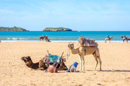 ESSAOUIRA, MOROCCO - DECEMBER 13: Camels lying on the sandy beach by the sea in Essaouira beach. December 2016 のeditorial素材