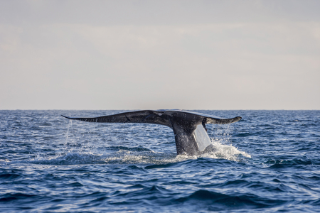 Blue whale tail in the ocean, Sri Lankaの写真素材