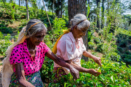 KANDY, SRI LANKA - FEBRUARY 8: Two old ladies plucking aka picking tea in the plantation. February 2017のeditorial素材