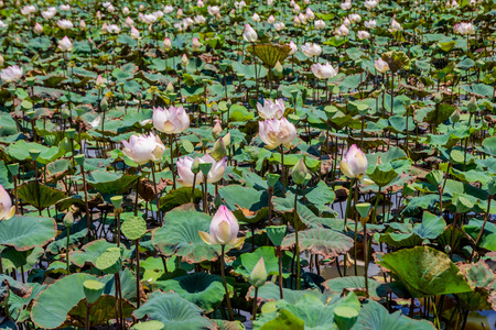 Pink lotus flowers blooming in the lake, Siem Reap, Cambodiaの写真素材