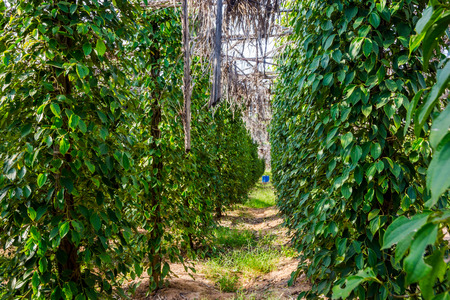 Kampot pepper farm, pepper plant growing, Kampot, Cambodiaの写真素材