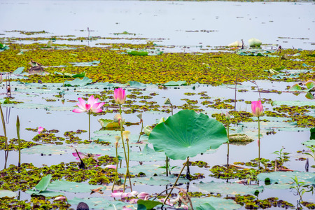 Pink lotus flowers blooming in the lake, Battambang, Cambodiaの写真素材