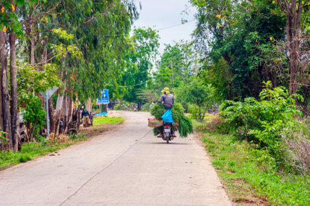 BATTAMBANG, CAMBODIA - APRIL 2: Motorbike loaded with fresh rice plants on the local road in cambodian countryside. April 2017のeditorial素材