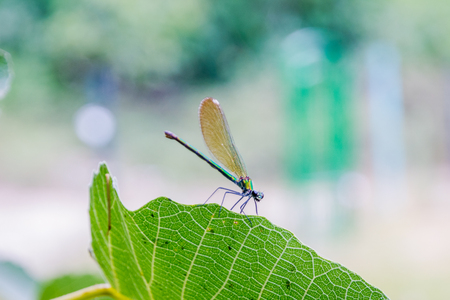 Blue and green dragonfly resting on the leafの写真素材