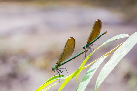 Pair of green dragonflies resting on the leafの写真素材