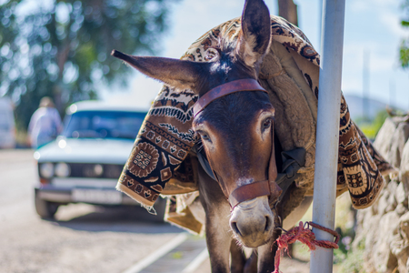Portrait of a donkey with saddle waiting next to the taxi, Armeniaの写真素材