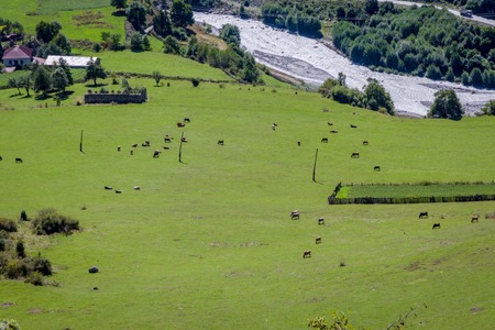 Cows on the meadow in Mestia valley from above, Svaneti, Georgiaの写真素材