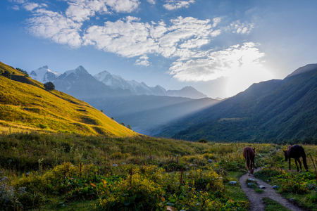 Horse in scenic valley in early morning sun, Svaneti region, Georgiaの写真素材