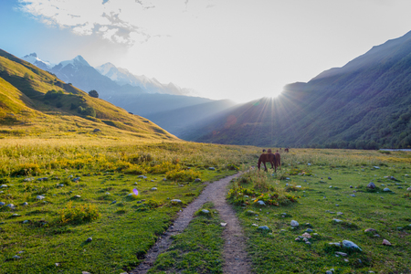 Horse in scenic valley in early morning sun, Svaneti region, Georgiaの写真素材