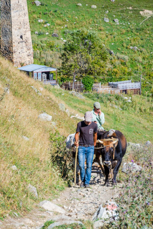 Adishi, Georgia - September 5, 2017: Men guiding cows that are pulling a plough on a small path in a remote village in Adishi, Georgiaのeditorial素材
