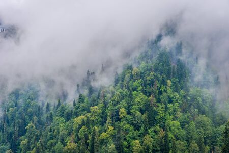 Forest on a hillside next to lake Ritsa, Abkhaziaの写真素材
