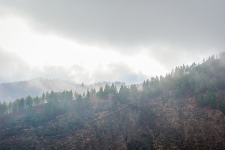 Pine forest on hillside in the clouds, Gran Canaria, Spainの写真素材