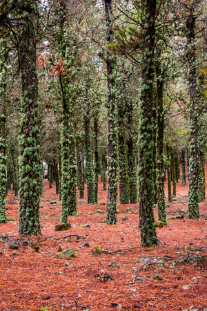 Contrast of lichen on tree trunks and red pine needles on the ground, forest in Gran Canaria, Spainの写真素材