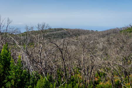 Burn down forest with young bush growing, La Gomera, Canary islandsの写真素材