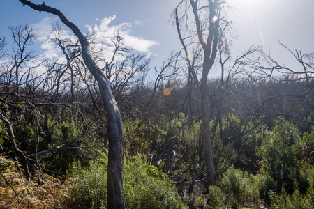 Burn down forest with young bush growing, La Gomera, Canary islandsの写真素材