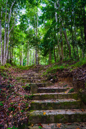 Stairs leading up into the forest, Thailand