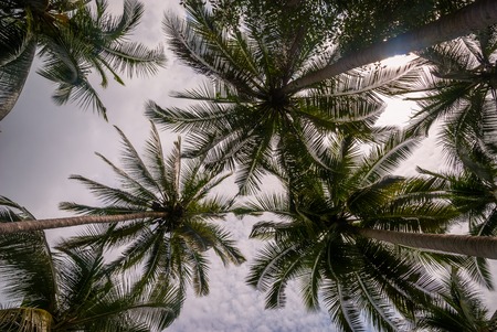 Palm trees from below, tropical summer backgroundの写真素材