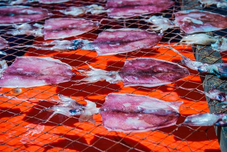 Fresh cuttlefish drying on a mesh in sun, Thailandの写真素材