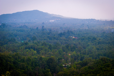 Green jungle forest of Koh Phangan island, Thailandの写真素材