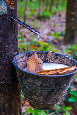 Latex collected into a bowl from a rubber tree, Thailandの写真素材