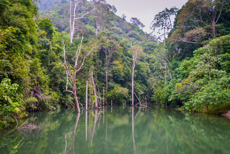 Khlong Chak Lake with trees growing out of water, Koh Lanta, Thailandの写真素材