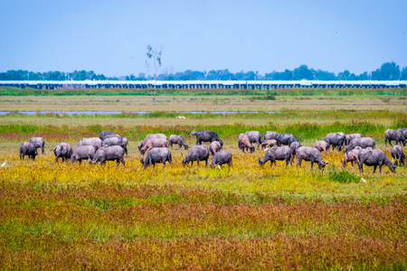 Heard of water buffalos on Songkhla lake, Thailandの写真素材