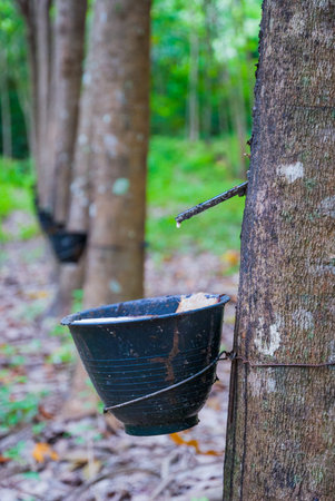 Latex collected into a bowl from a rubber tree, Thailand