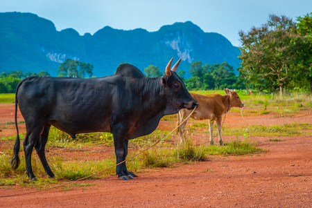 Cows in a harvested field and Phatthalung rock, Thailandの写真素材