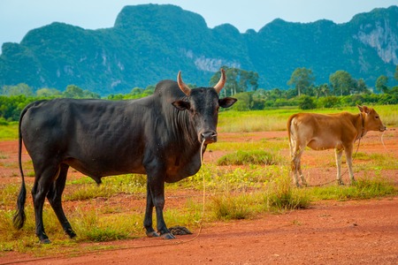 Cows in a harvested field and Phatthalung rock, Thailandの写真素材