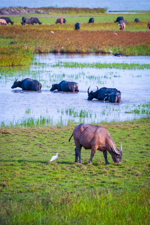 Herd of water buffalos in the water, Phatthalung lake, Thailandの写真素材