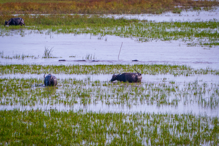 Herd of water buffalos in the water, Phatthalung lake, Thailandの写真素材