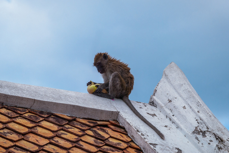 Monkey eating fruit on the roof of the temple, Songkhla, Thailandの写真素材