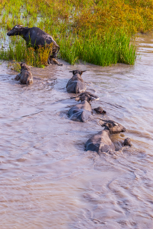 Herd of water buffalos in the water, Phatthalung lake, Thailandの写真素材
