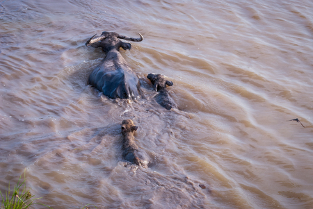 Water buffalo with calfs crossing the river, Phatthalung lake, Thailandの写真素材
