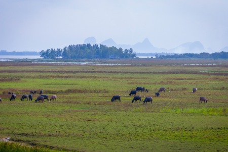 Herd of water buffalos in the water, Phatthalung lake, Thailandの写真素材