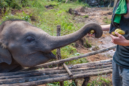 Man feeding baby elephant with bananasの写真素材