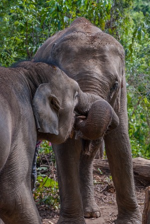 Group of asian elephants in the forestの写真素材
