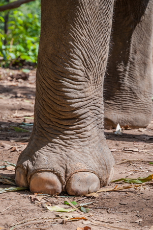 Elephant foot close upの写真素材