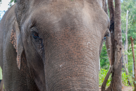 Elephant portrait, close upの写真素材