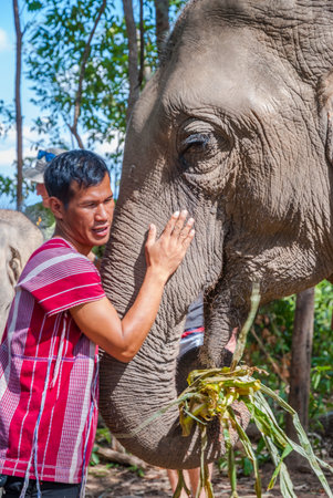 Chiang Mai, Thailand - Nov 2015: Carrer hugging elephant in elephant sanctuary, Thailandのeditorial素材
