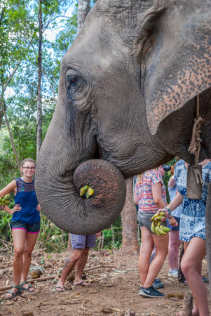 Chiang Mai, Thailand - Nov 2015: Group of women feeding elephant with bananas in elephant sanctuary, Thailandのeditorial素材
