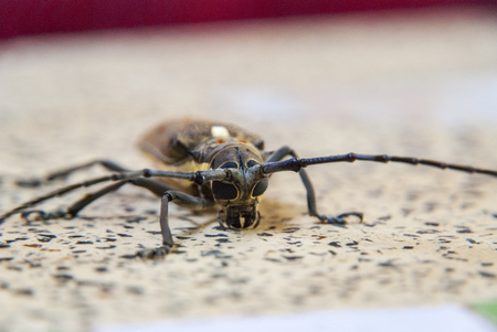 Big bug on a table, close up photo, Asiaの写真素材