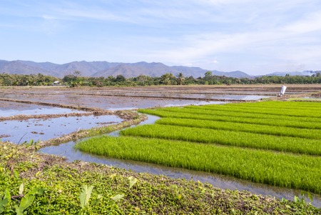 Rice paddies with water and rice growing, northern Thailandの写真素材