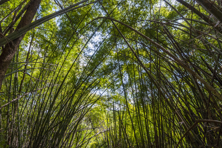 Green bamboo forest, northern Thailandの写真素材