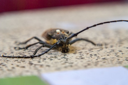 Big bug on a table, close up photo, Asiaの写真素材