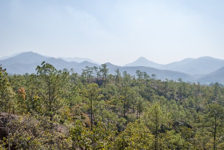 Dry pine forest around Pai in dry season, Thailandの写真素材