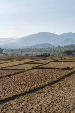 Scenic view of rice paddies during dry season, Pai scenery, Thailandの写真素材